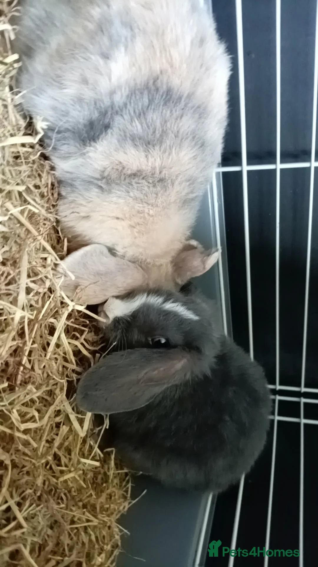 Mini Lop rabbits for sale: Rabbits - Advert 3