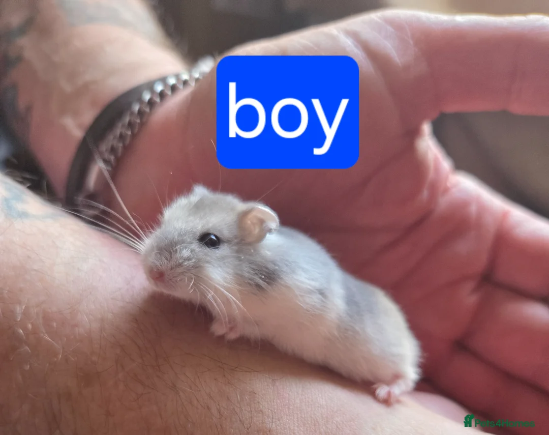 Hamster rodents for sale: Russian dwarf hamster babies - Advert 6