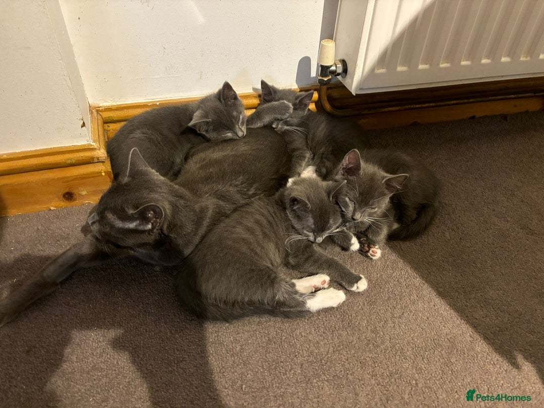 Domestic Shorthair cats for sale: 3 Grey Kittens ready for their new adventure!  - Image 6
