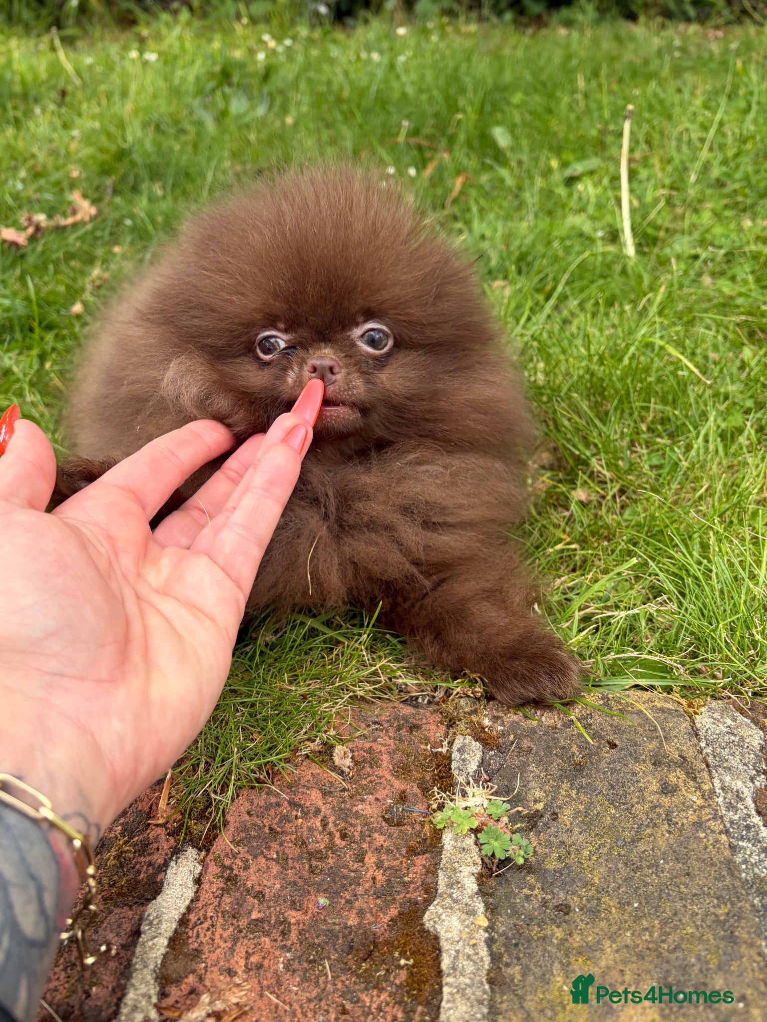 Pomeranian dogs for sale: Amazing Poms teddy bear boy 🥰🐻🥰🐻 - Advert 7