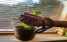 Corn Snake reptiles for sale: Corn Snake&Set Up - Advert 3