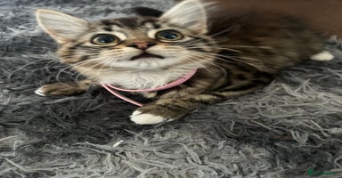 Mixed Breed cats - Advert 11