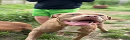 Mixed Breed dogs for sale: Dogs for rehoming  in South Shields - Advert 6