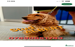 Cocker Spaniel dogs for sale: Golden show pedigree cocker spaniel - Image 5