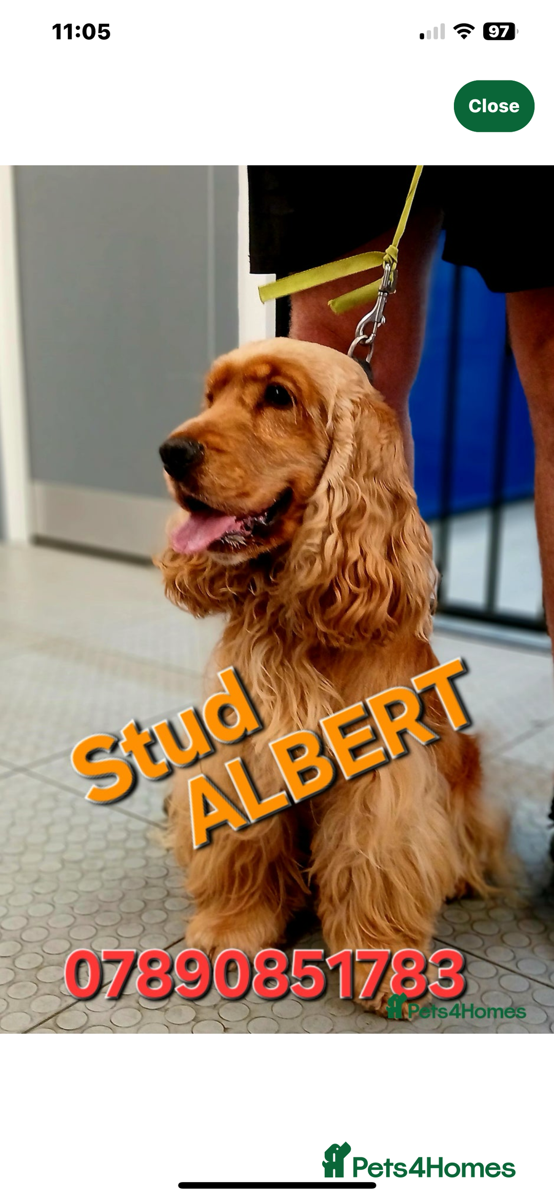 Cocker Spaniel dogs for sale: Golden show pedigree cocker spaniel - Image 5