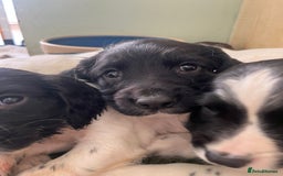 English Springer Spaniel dogs for sale: KC Registered English springer spaniel puppies. - Image 6