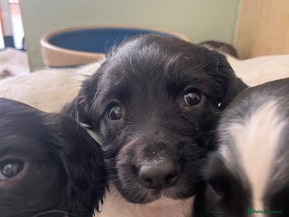 English Springer Spaniel dogs - Advert 13