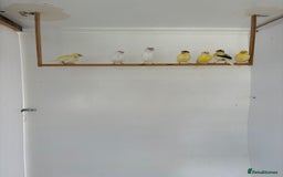 Canaries birds for sale: Canary - Image 11