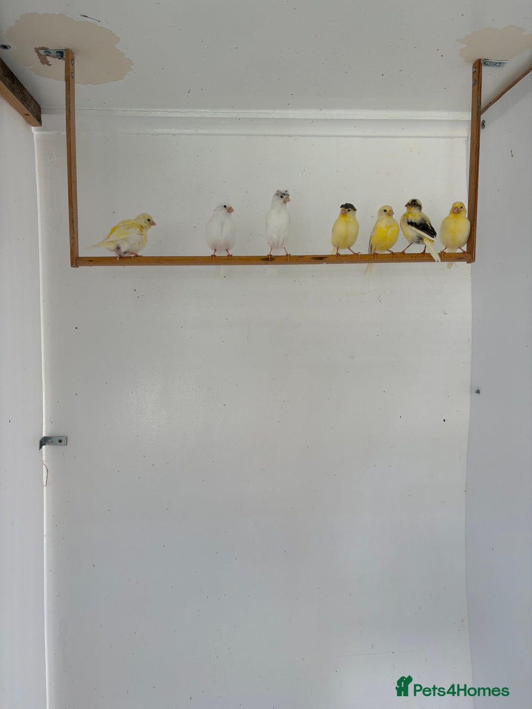 Canaries birds for sale: Canary - Image 11
