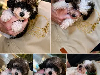 Cavapoo dogs Stunning Cavapoo puppies - Advert 1