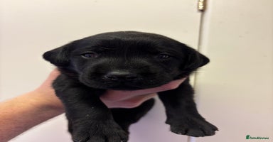 Labrador Retriever dogs - Advert 4