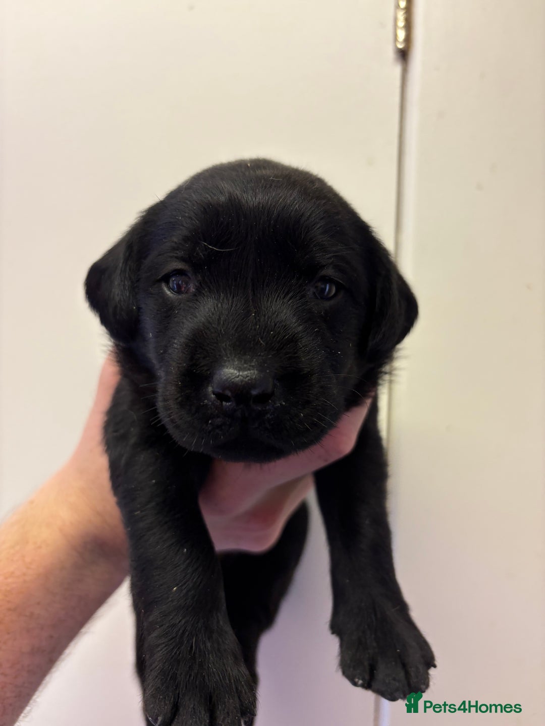 Labrador Retriever dogs for sale: Lovely KC Labrador retrievers  - Image 3