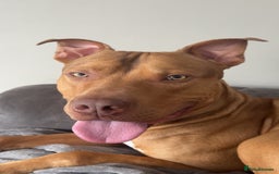 American Bull Staffy dogs for sale: Rocco - Image 8