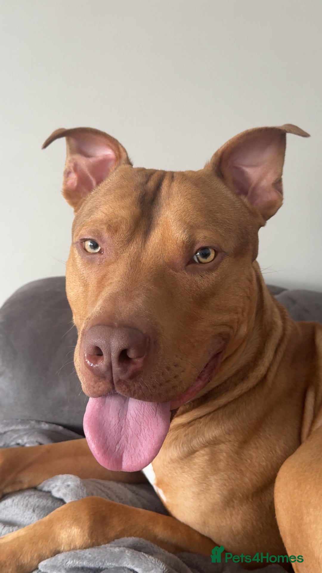 American Bull Staffy dogs for sale: Rocco - Image 8