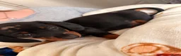 Miniature Dachshund dogs for sale: Miniature Dachshund puppies 🐶  - Advert 6