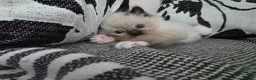 Ragdoll cats for sale: GCCF REGISTERED RAGDOLL KITTENS  - Advert 17