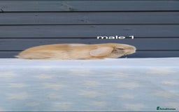 Mini Lop rabbits for sale: Purebred minilops - Image 3
