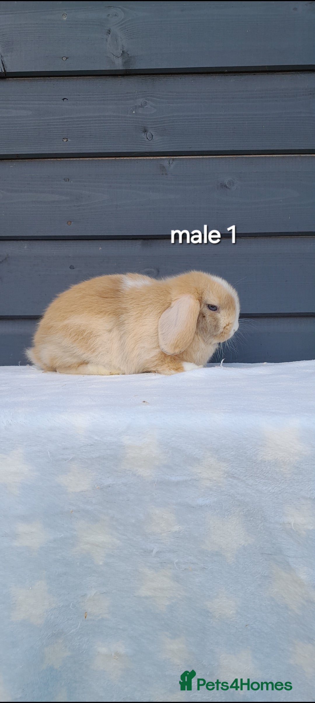 Mini Lop rabbits for sale: Purebred minilops - Image 3