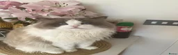 Ragdoll cats for sale: Gucci - Advert 8
