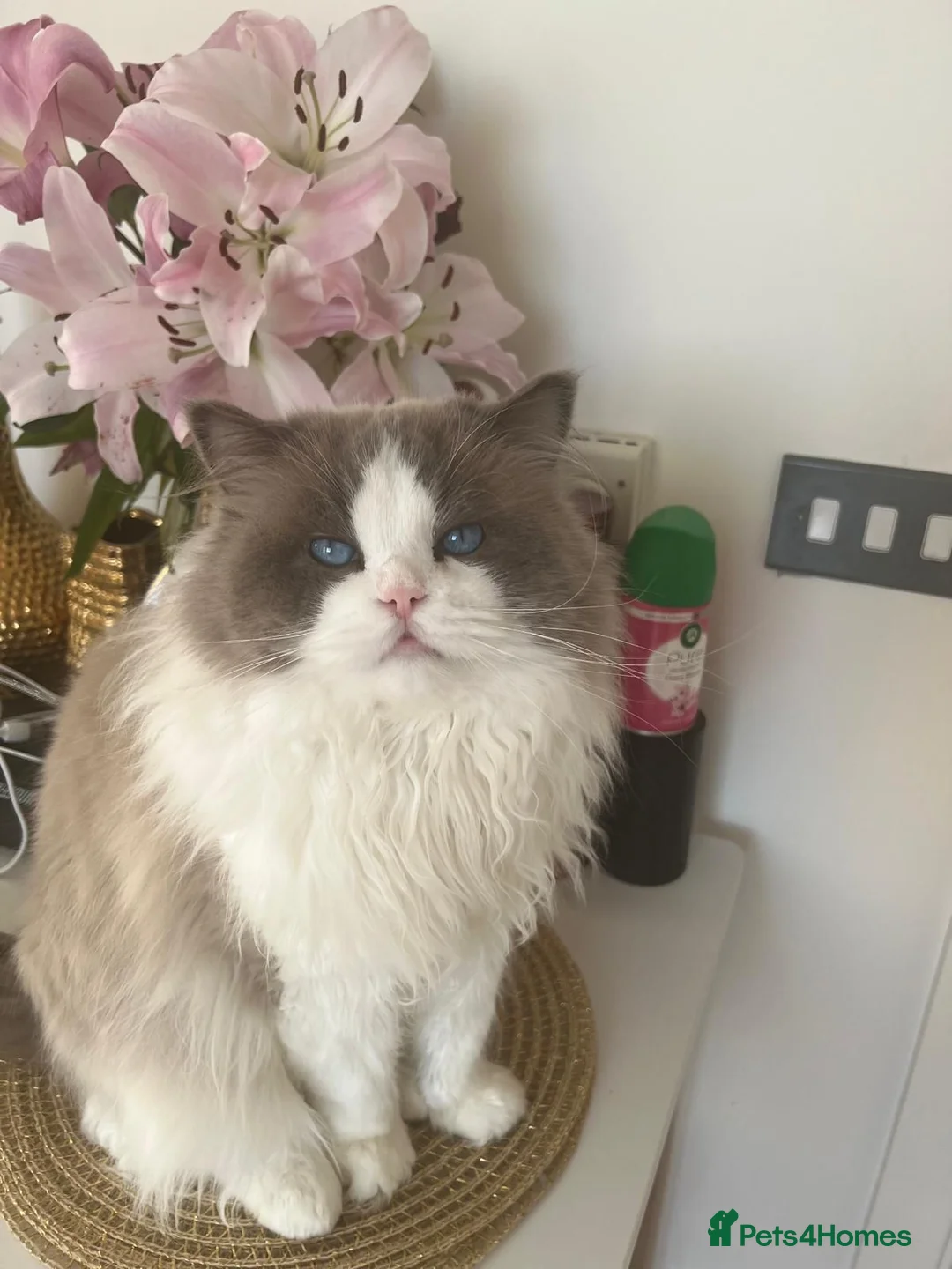 Ragdoll cats for sale: Gucci - Advert 8
