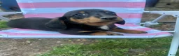 Miniature Dachshund dogs for sale: ***mini dachshunds*** in Nottingham - Advert 12