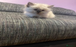 Ragdoll cats for sale:  Beautiful Ragdoll Kittens * 3 BoYs *  - Image 18