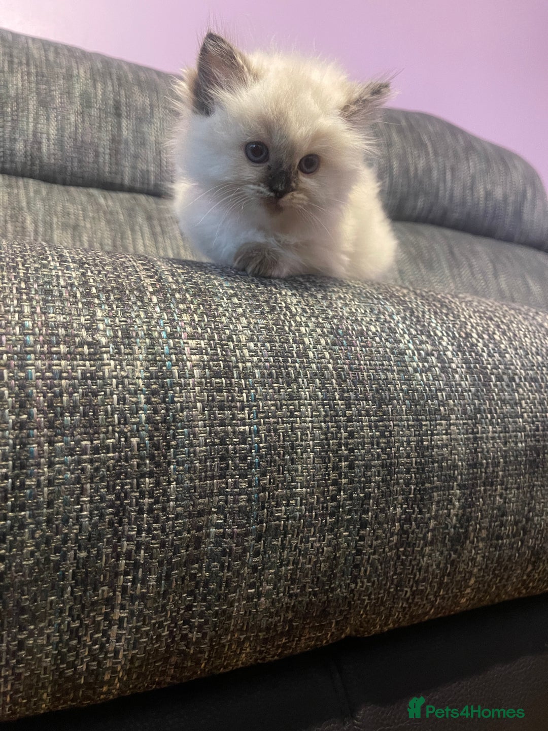 Ragdoll cats for sale:  Beautiful Ragdoll Kittens * 3 BoYs *  - Image 18
