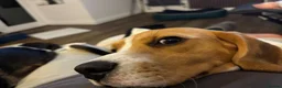 Beagle dogs for sale: Loving young Beagle looking for new home  - Advert 3