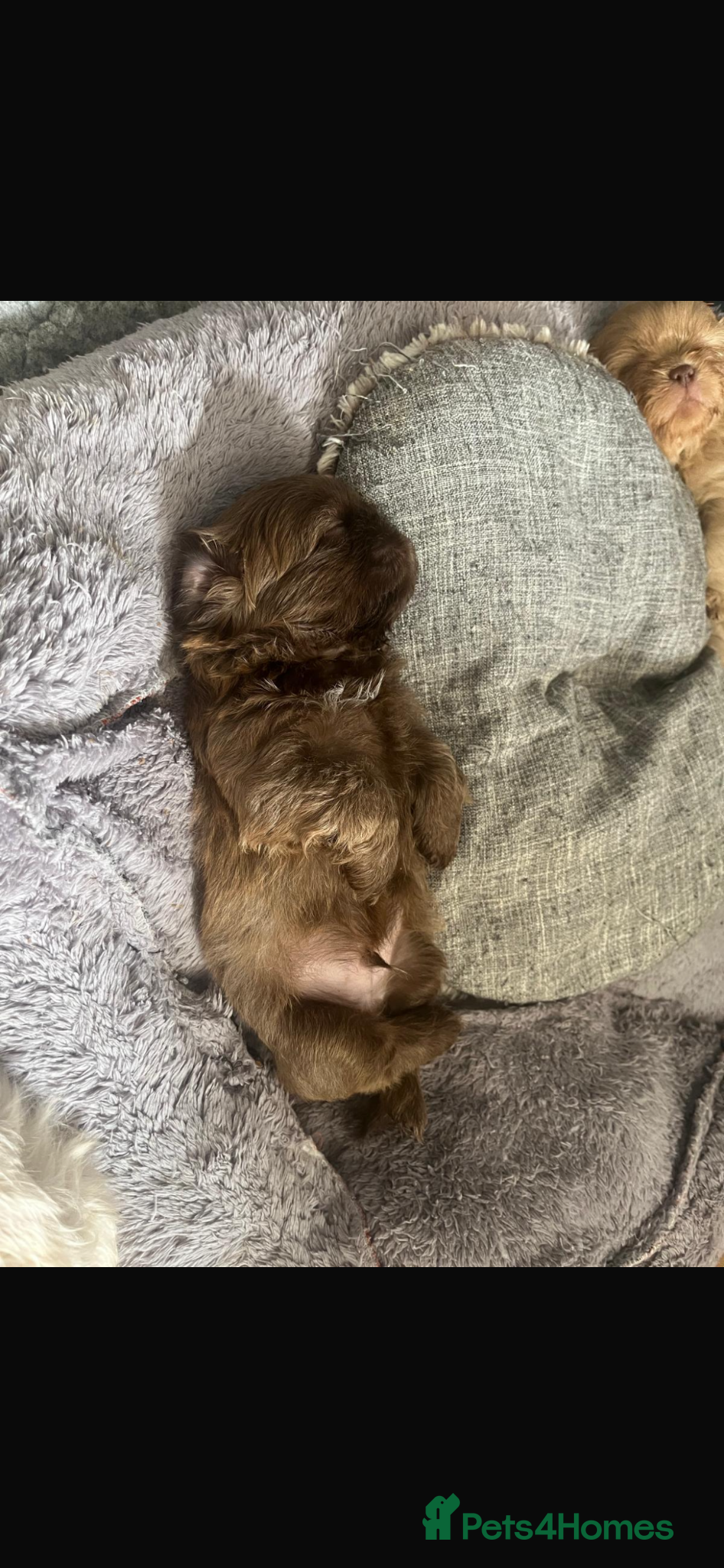 Shih Tzu dogs for sale: Gorgeous shitzu puppies in Lydney - Advert 9