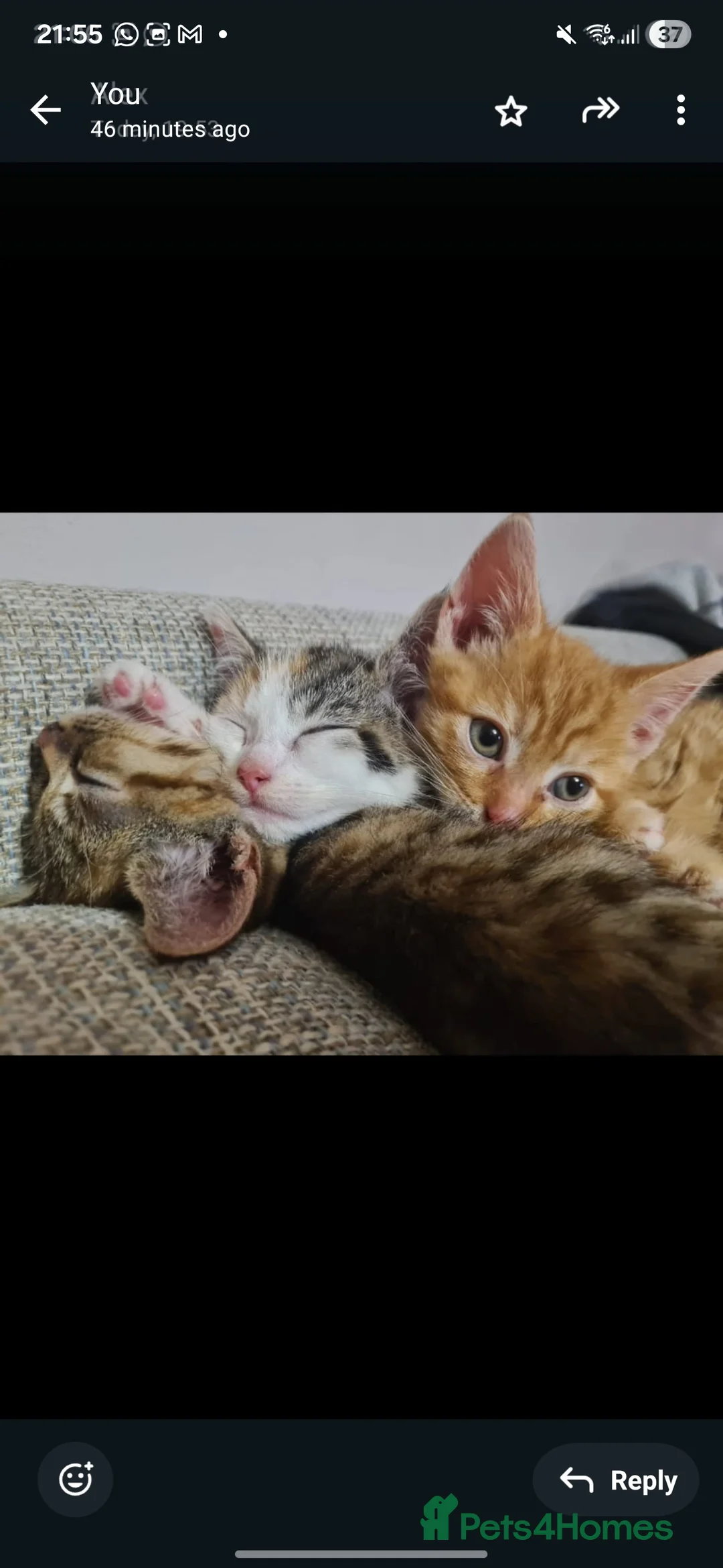 Mixed Breed cats for sale: 10 week old kittens (ready by 5th march) - Advert 22