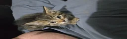 Turkish Angora cats for sale: Stunning Kittens ready for loving homess  - Advert 4
