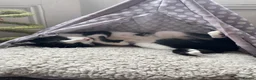 Mixed Breed cats for sale: My goose boy  in Scarborough - Advert 3