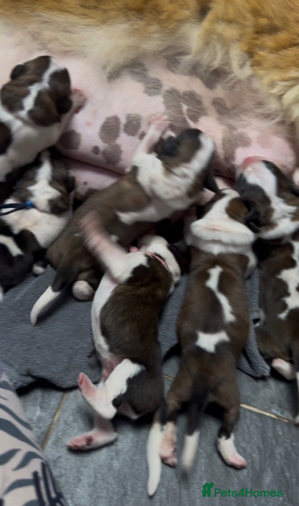Saint Bernard dogs Exceptional litter of show quality pups  - Advert 3