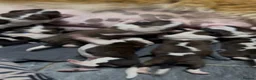 Saint Bernard dogs for sale: Exceptional litter of show quality pups  - Advert 1