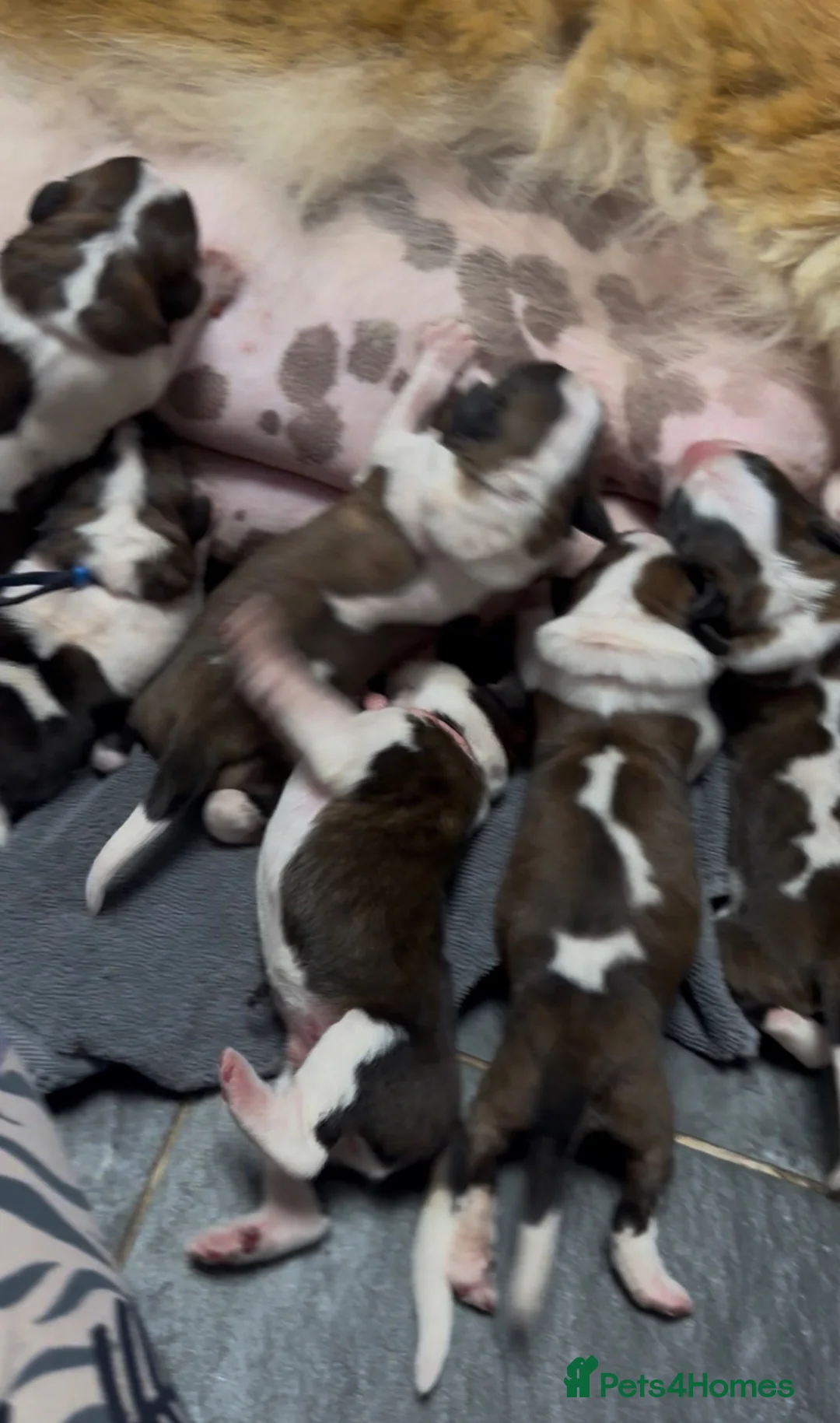 Saint Bernard dogs for sale: Exceptional litter of show quality pups  - Advert 1