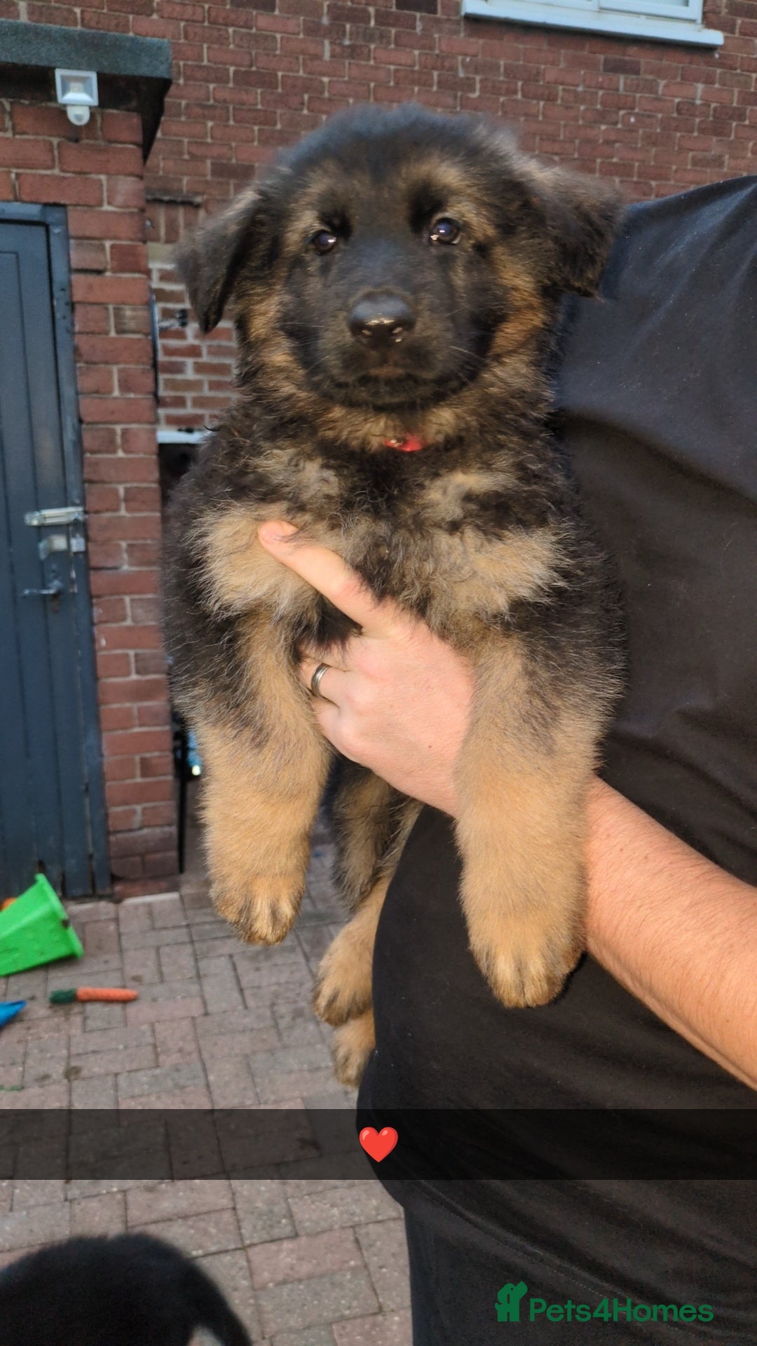 German Shepherd dogs for stud: Gorgeous German Shepherd male for stud - Image 7