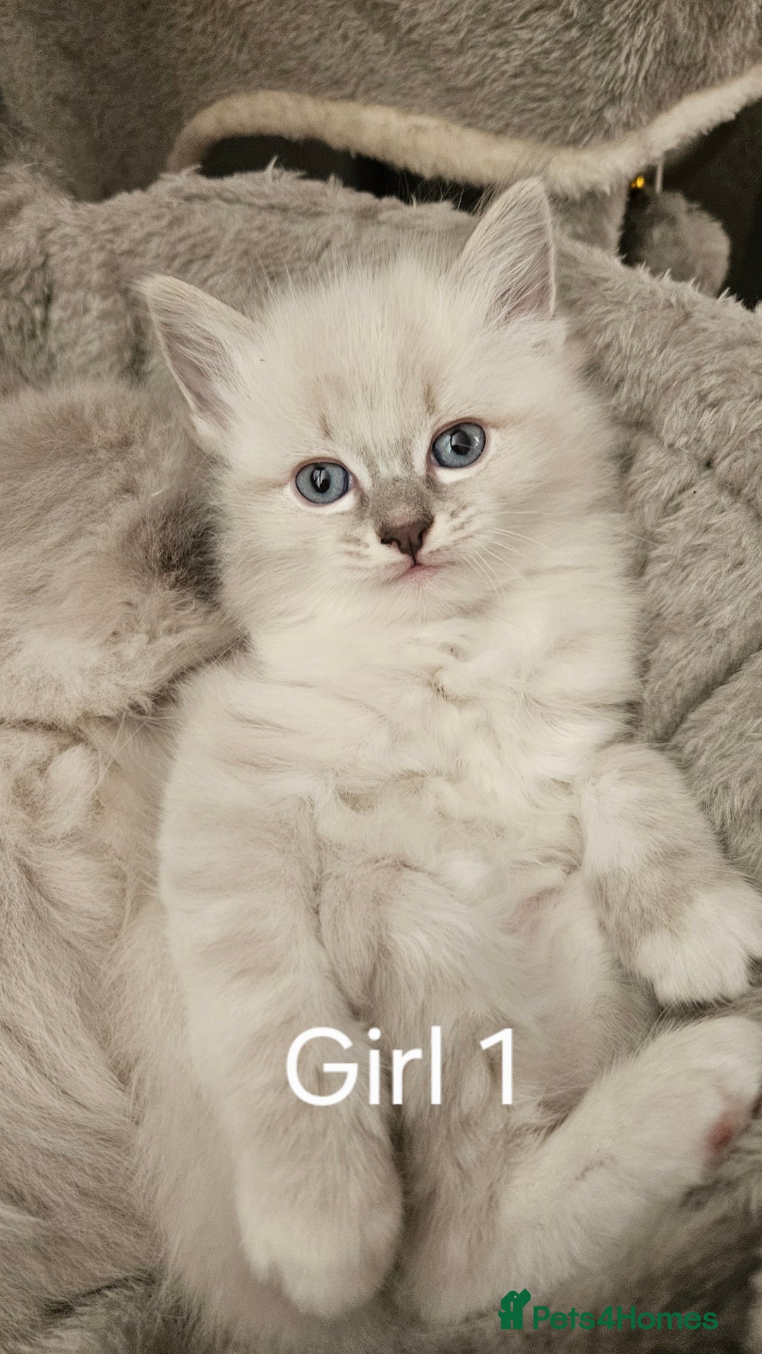 Ragdoll cats for sale: Ragdoll lynx kittens  - Advert 7
