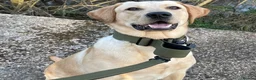 Labrador Retriever dogs for sale: Loving Labrador Retriever – Our Gorgeous Boy Rusty - Advert 3