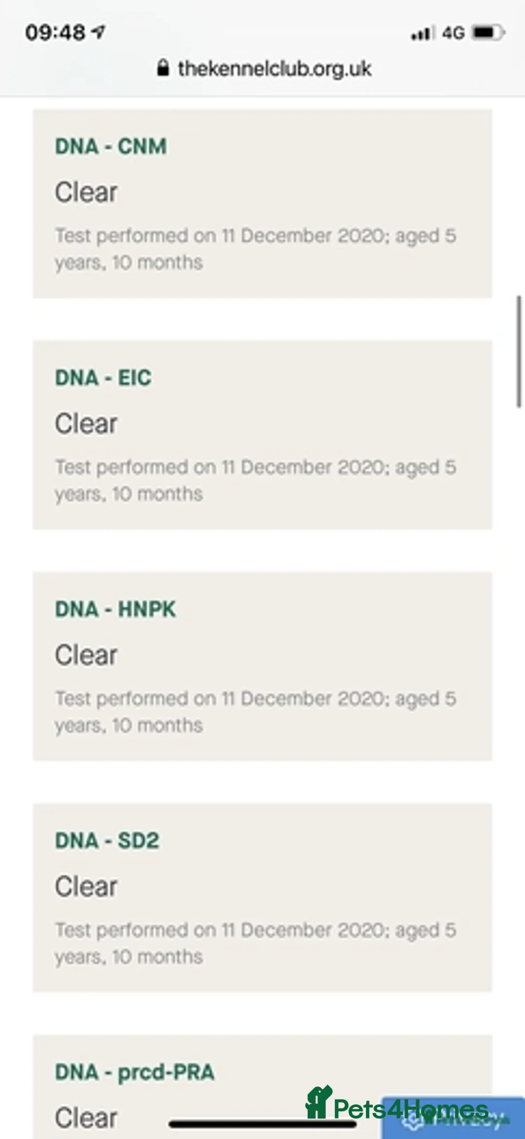 Labrador Retriever dogs for stud: Full Health Tested Chocolate Labrador for Stud in Peterborough - Advert 2