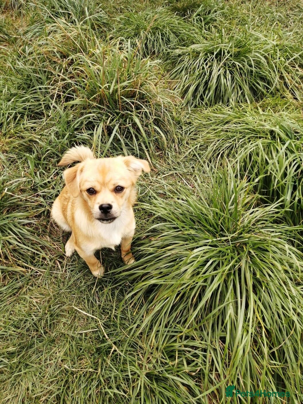 Mixed Breed dogs ❤️🐶 MYLA (SHYLA) – 4 KG OF LOVE, CURIOSITY - Advert 1