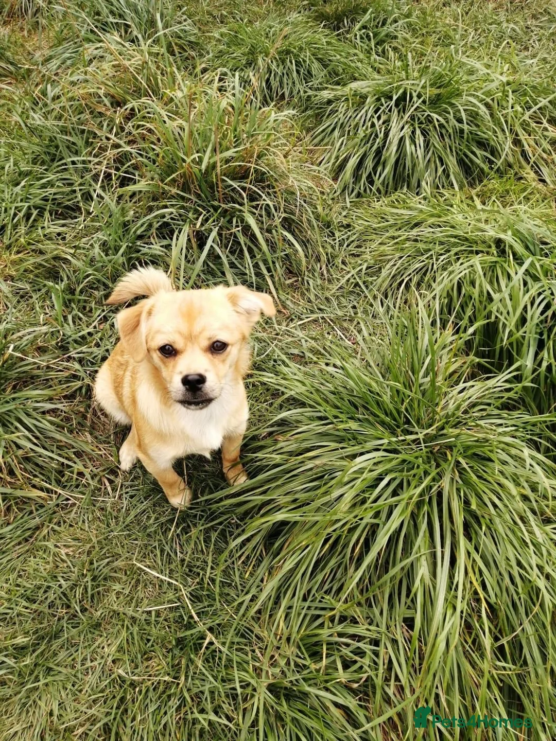 Mixed Breed dogs for adoption: ❤️🐶 MYLA (SHYLA) – 4 KG OF LOVE, CURIOSITY - Advert 1
