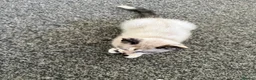 Siamese cats for sale: 2 girls 🩷 and 2 boys 🩵 looking for home.  - Advert 18