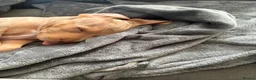 American Bully dogs for sale: American bully  in Telford - Advert 4