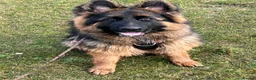 German Shepherd dogs for sale: Sasha GSD Girl in Bournemouth - Advert 3