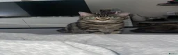 Savannah cats for sale: 5 Beautiful Kittens For SALE - Advert 7