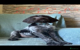 German Wirehaired Pointer dogs for sale: GWP Pups for sale field bloodlines land waterfowl  in Preston - Image 6