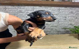 Dobermann dogs for sale: Dobermann puppies Champion bloodline, kc reg - Image 22