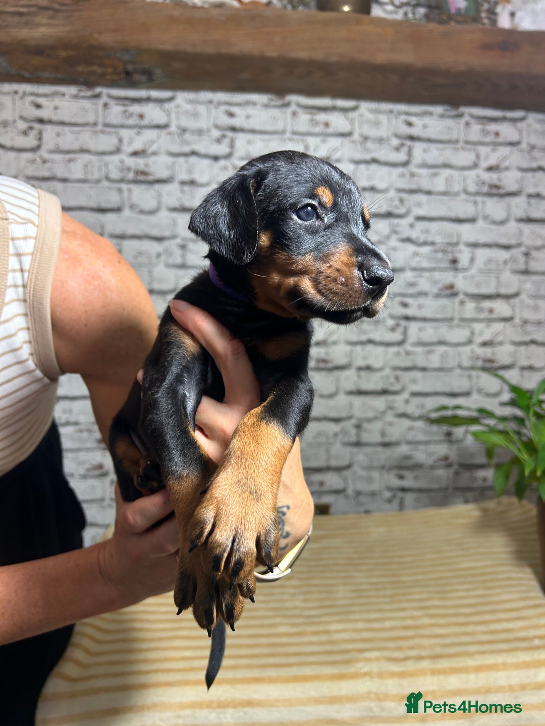 Dobermann dogs for sale: Dobermann puppies Champion bloodline, kc reg - Image 22