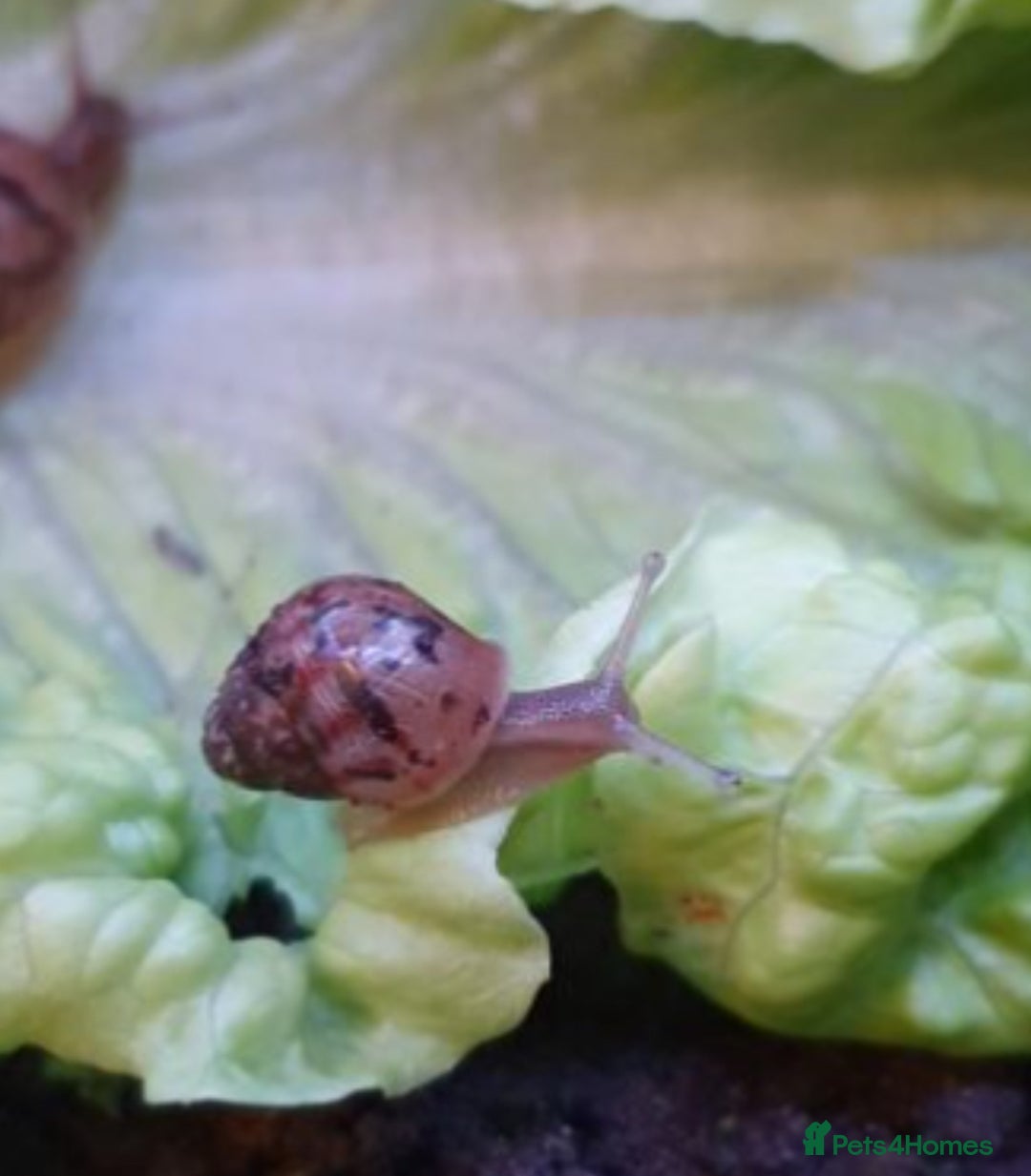 Snails invertebrates for sale: CHEAP giant African land snails mixed ages - Image 1