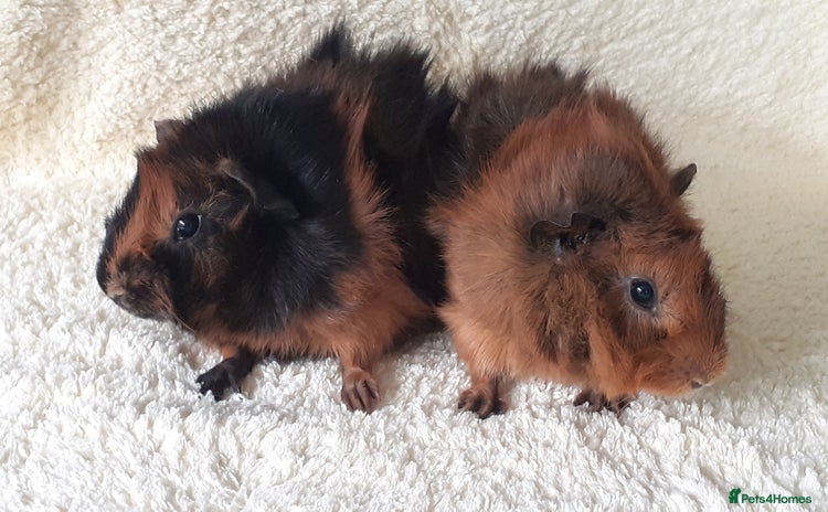 Guinea Pig rodents - Advert 5
